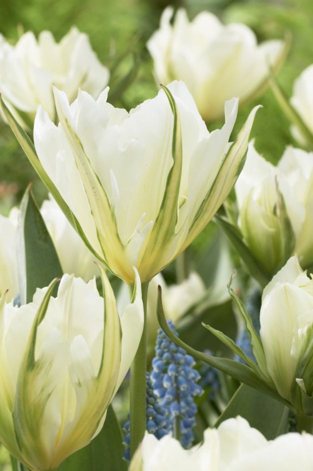 Tulpen Exotic Emperor